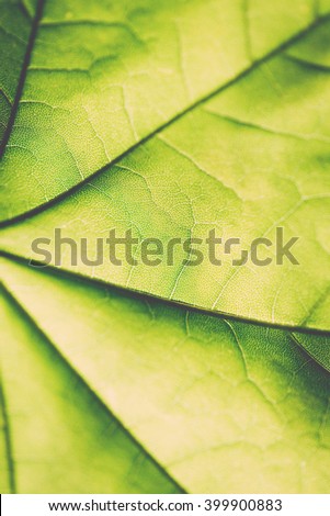 green leaves on blue sky background - vintage film effect