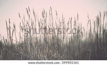 dry grass in winter on snowy background - vintage film effect