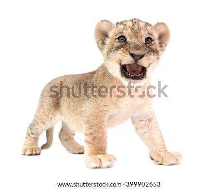 baby lion (panthera leo) isolated on white background