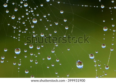 Spider web and morning dew.  Miniature landscapes in the droplets.