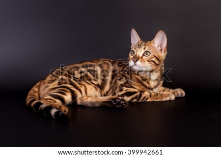Bengal cat on a black background