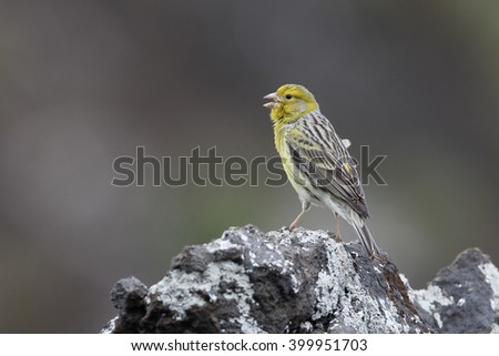 Atlantic canary, Serinus canaria, single bird on rock, Madeira, March 2016   Royalty-Free Stock Photo #399951703