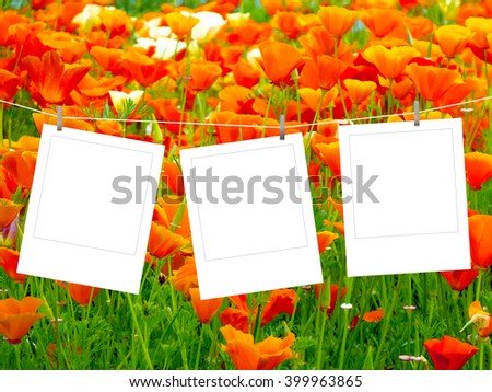 Close-up of three blank square instant photo frames hanged by pegs against flowering poppies background