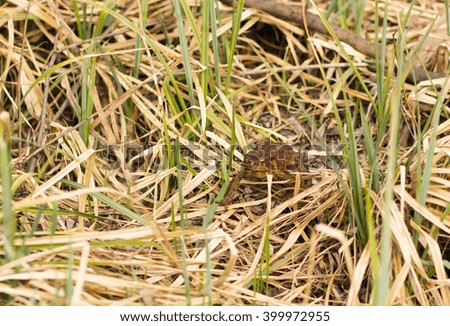 big Frog on the grass ground. wildlife