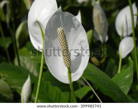                            A white flower is a serene and soothing sight. Its delicacy is enhanced when it is set against a green background.