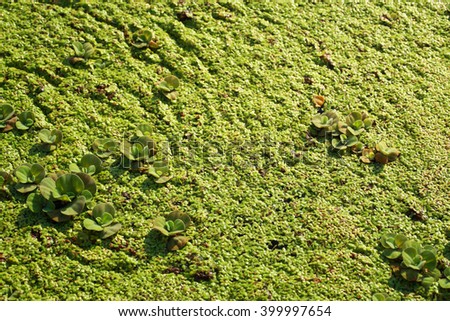 Green duckweed, Fresh water Alga, Swamp algae on water as background.