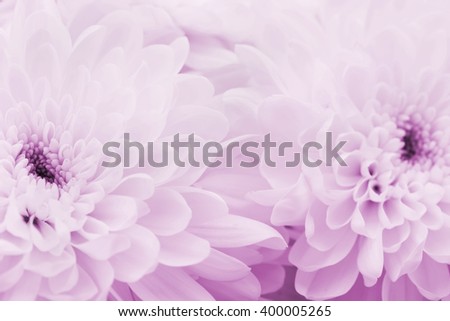 Chrysanthemum flowers for background, beautiful floral texture, retro toning, pink color, macro
