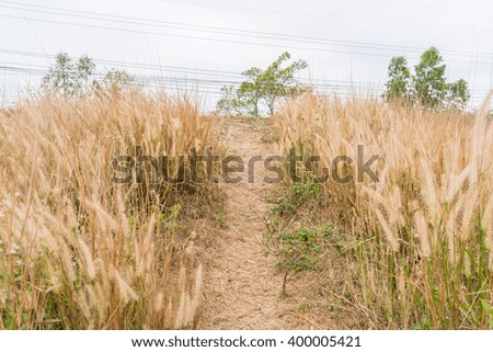 walk way, pedestal across clump of grass with a wire on background
