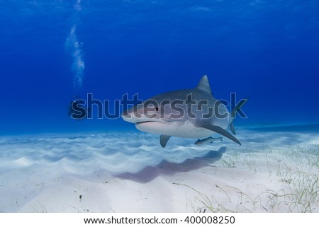 Tiger shark with shadow on the sand close to the ground and scuba diver / videographer / photographer in the background..