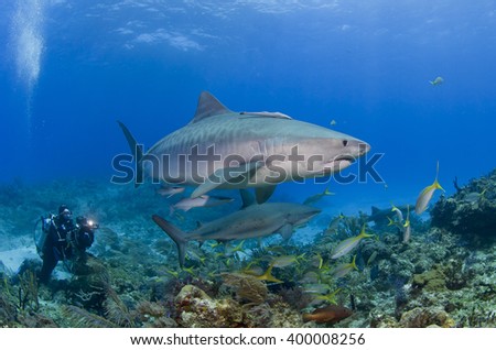 Tiger shark with caribbean reef shark and scuba diver / videographer / photographer