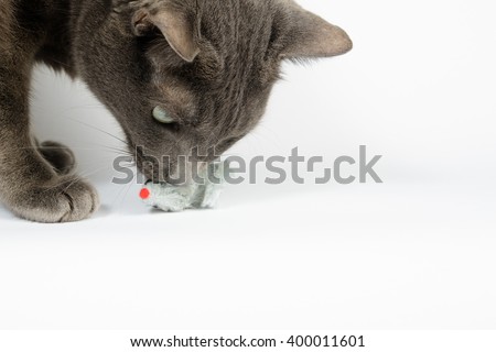 Gray cat and a toy on a white background. Mock up