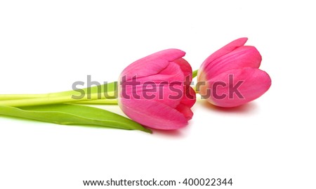spring flowers tulips isolated on white background