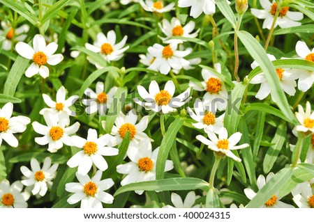 White grass flower