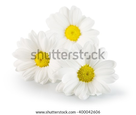 daisies isolated on the white background
