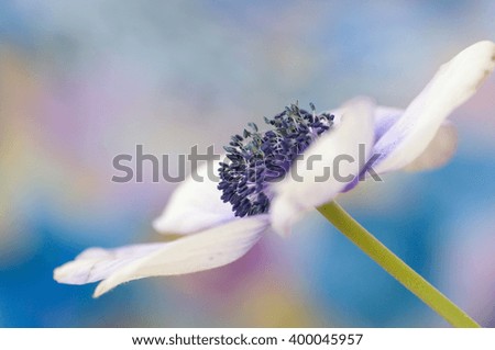 White anemone