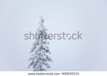 Pine tree in snow. Winter snowy landscape. The natural background.