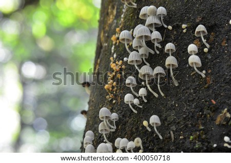 fungi on a tree stump Royalty-Free Stock Photo #400050718