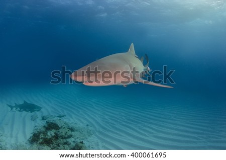 Lemon shark face to face, Bahamas 