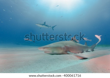Lemon shark close up with sunbeam in background at Tiger beach, Bahamas