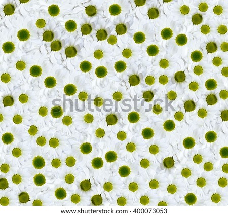 Many white flowers of chrysanthemums background