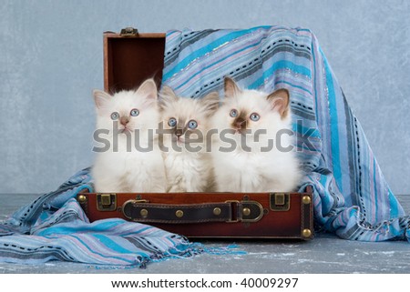 3 Cute Birman kittens sitting inside brown luggage case on silver light blue fabric background