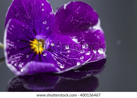 Pansy with reflection