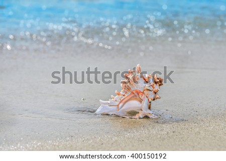 Big seashell on the sand background, close up