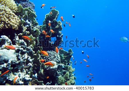  Coral fish of the  Red sea. Egypt