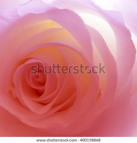 Flower rose close-up for picture and cards