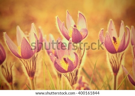 Beautiful purple little furry pasque-flower.  (Pulsatilla grandis)
Blooming on spring meadow at the sunset.