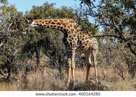 A giraffe at a South African game reserve. 