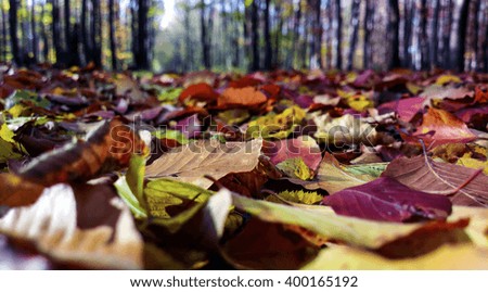 Ground covered by colourful leaves in autumn
