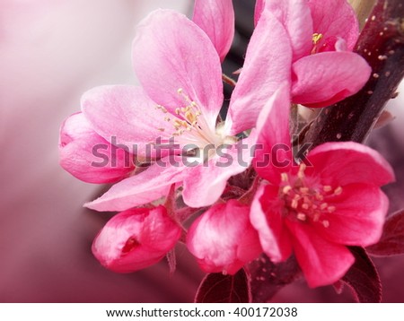 Photo of pink spring blossom with light pink background