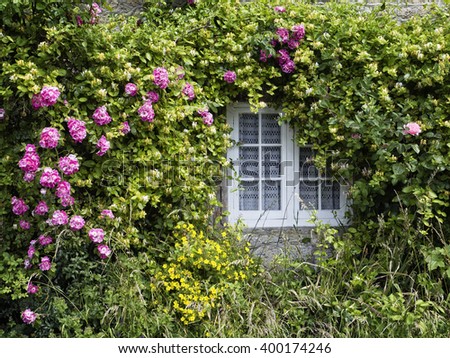 English Country Cottage Window; window surrounded by climbing roses and honeysuckle
