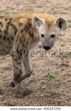 South Africa - juvenile spotted hyena