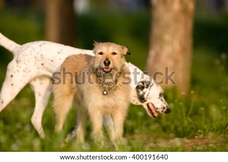 two dogs playing in the park