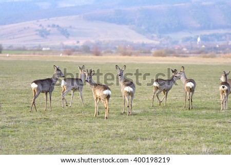 troop of roe deer