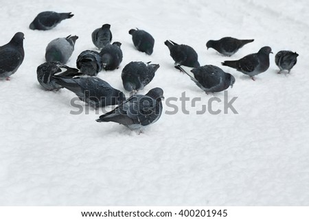 Pigeons on snow background, closeup