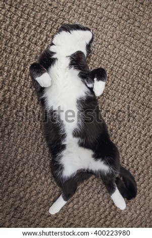 Black and White cat laying on his back on carpet