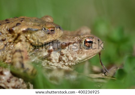 Common Toad  - Bufo Bufo