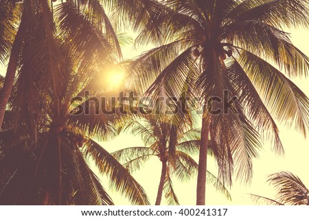 coconut palm in sunsat
