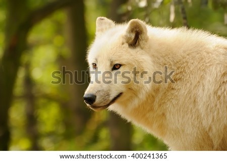 Arctic Wolf (Canis lupus arctos), Title picture, Green background, Portrait