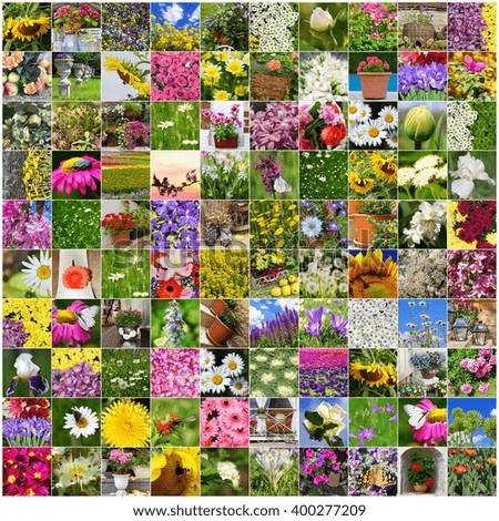 collage of flowers blooming