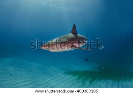 Caribbean Reef Shark in the sun 