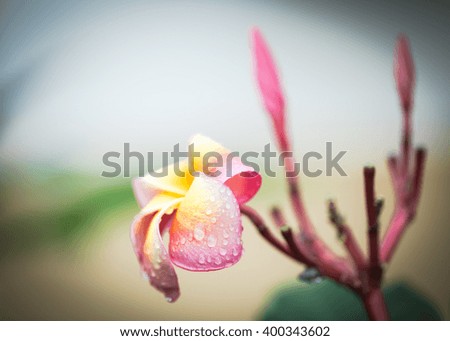 Colorful plumeria flower with raindrops