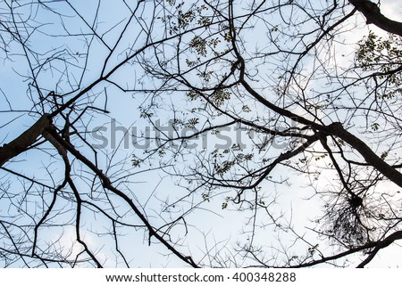 Tree branches with the blue sky