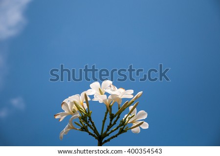 group of yellow white flowers of Frangipani, Plumeria, Templetree on a sunny day with natural bokeh background in THAILAND