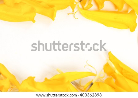 Orange and Burnt Sienna Colored Marigold Petals on White Background
