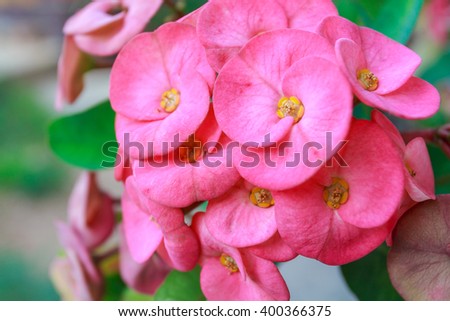 Pink Euphorbia Milii flower blooming in the garden Royalty-Free Stock Photo #400366375
