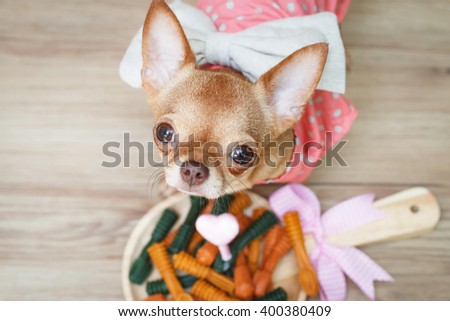 Chihuahua dog standing on a wooden floor.